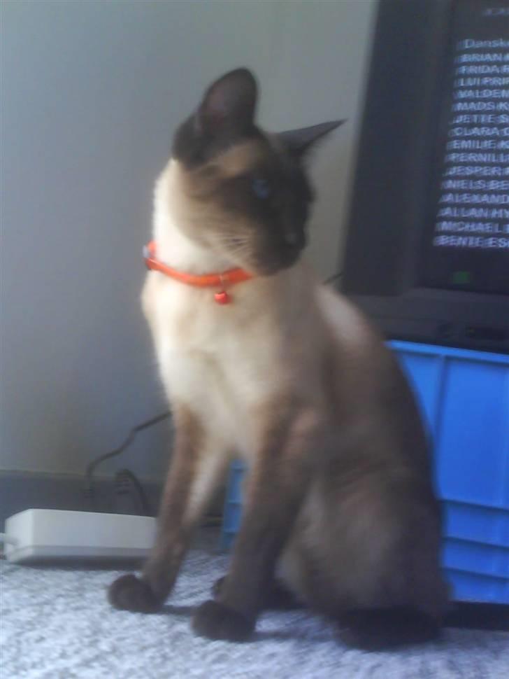 Siameser Zang FORSVUNDET billede 3