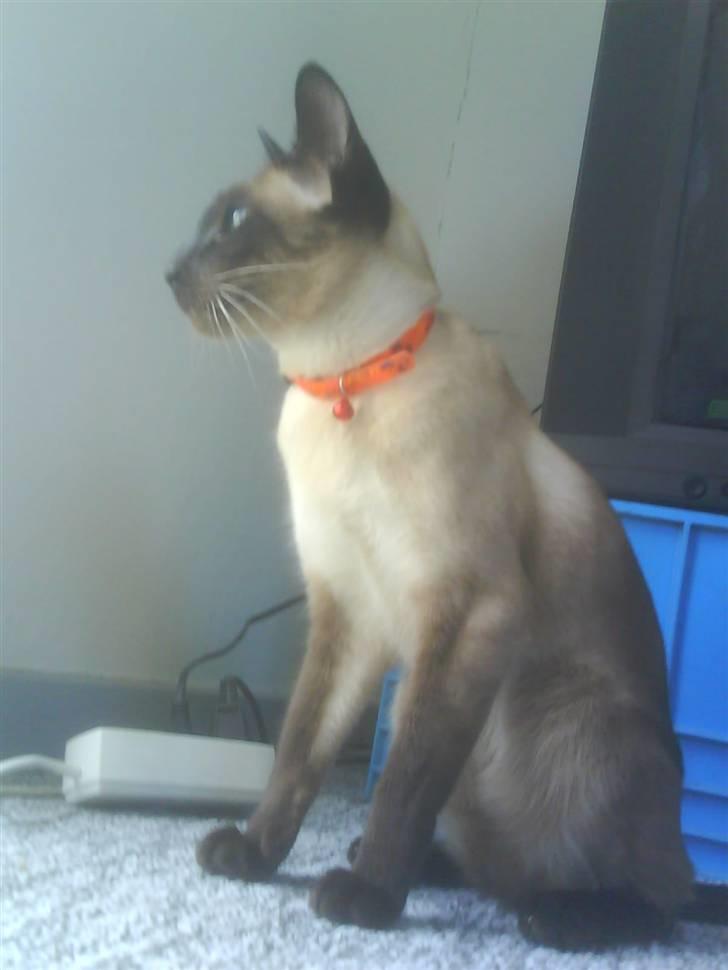 Siameser Zang FORSVUNDET billede 4