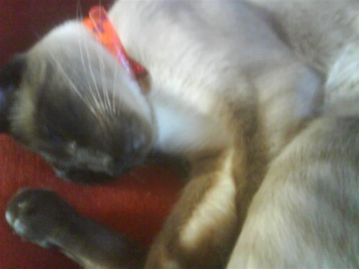 Siameser Zang FORSVUNDET billede 5