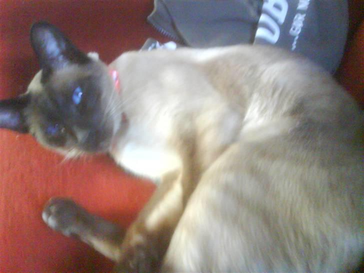 Siameser Zang FORSVUNDET billede 6