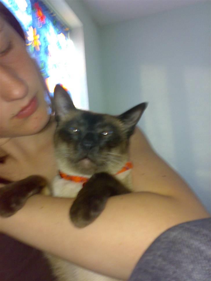 Siameser Zang FORSVUNDET billede 7