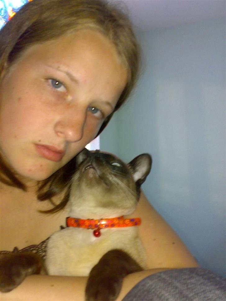 Siameser Zang FORSVUNDET billede 8