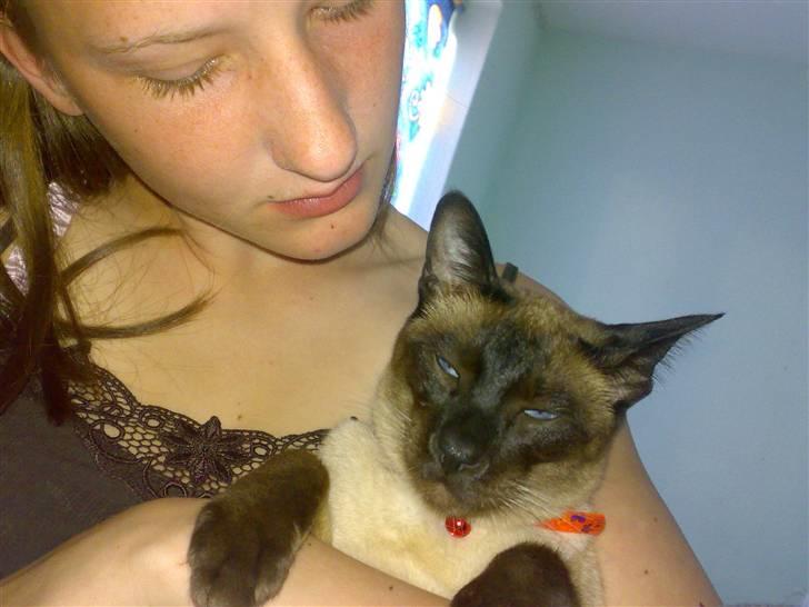 Siameser Zang FORSVUNDET billede 9