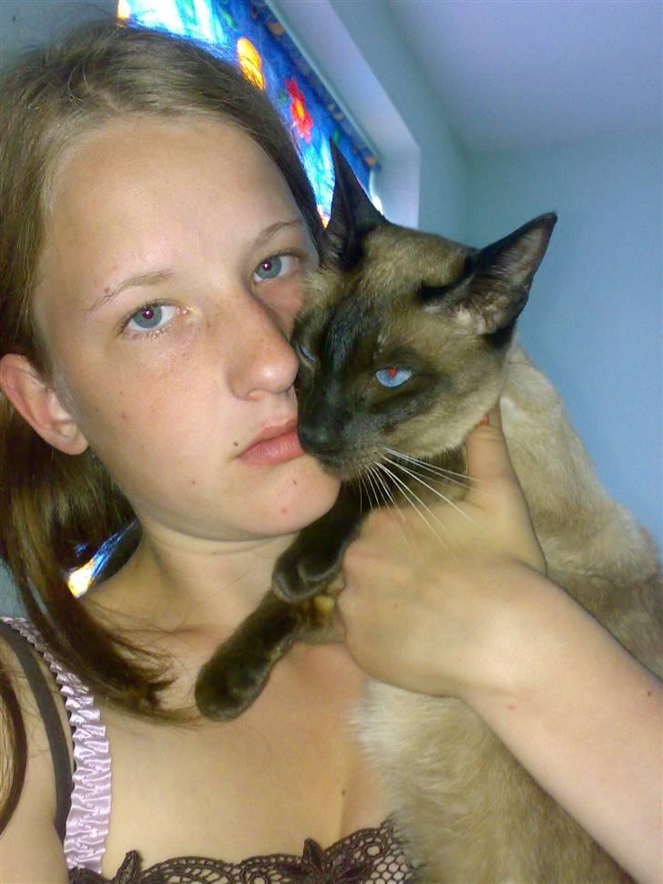 Siameser Zang FORSVUNDET billede 10