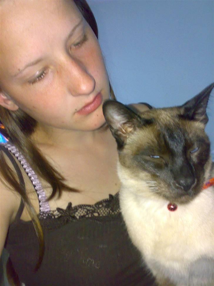 Siameser Zang FORSVUNDET billede 11