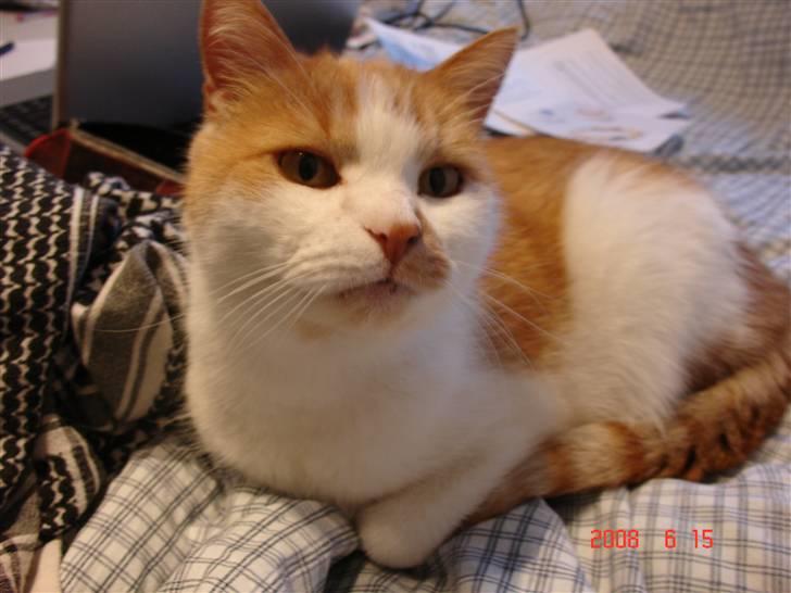 Huskat Kattemis  billede 1