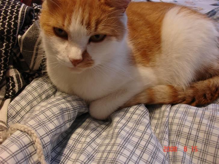 Huskat Kattemis  billede 2