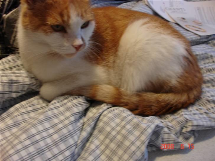 Huskat Kattemis  billede 3