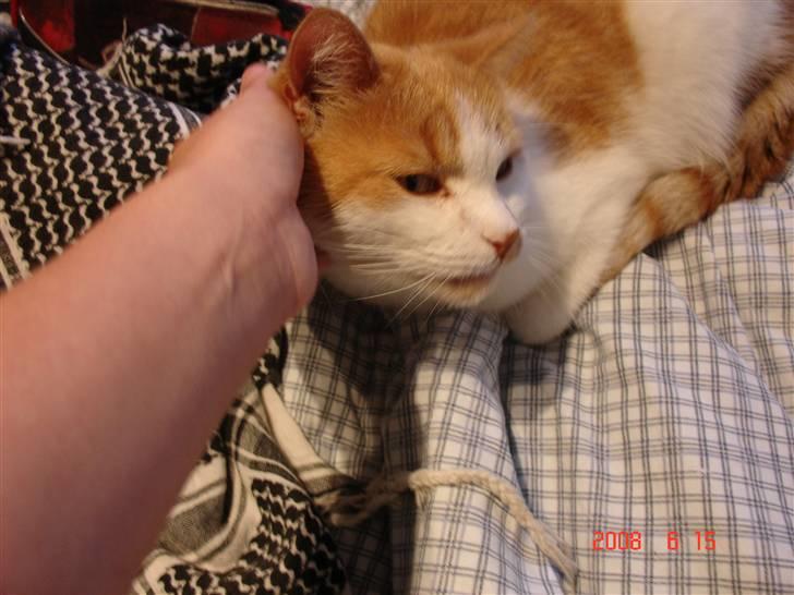 Huskat Kattemis  billede 4