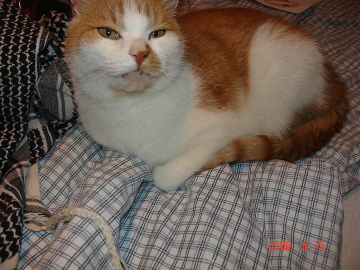 Huskat Kattemis  billede 5