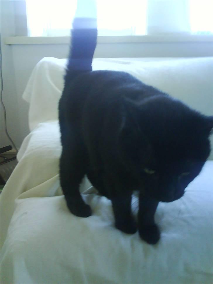 Huskat Albert Lawrence Strutter - på vej ned! fra mine egen sofa billede 2