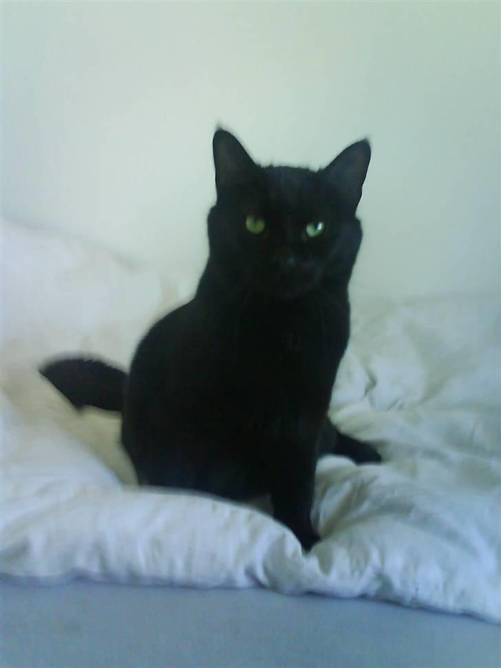 Huskat Albert Lawrence Strutter - udkigsposten! mon der er nogle mus i sigte? billede 3