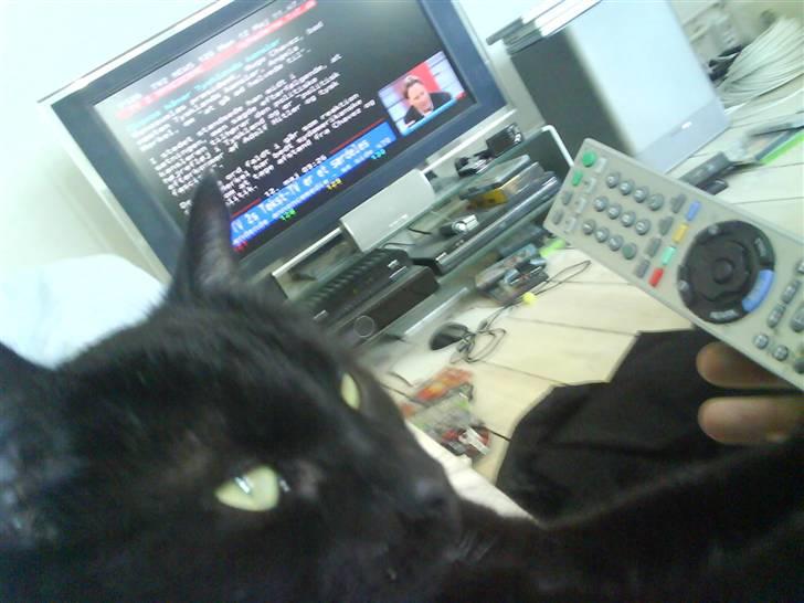 Huskat Albert Lawrence Strutter - "nu skifter du tilbage til animalplanet der viser et program om store katte!" billede 4