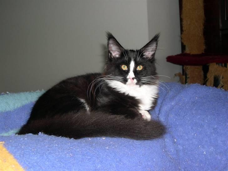 Maine Coon Gugger's Tana - Jeg kan godt sidde stille billede 1