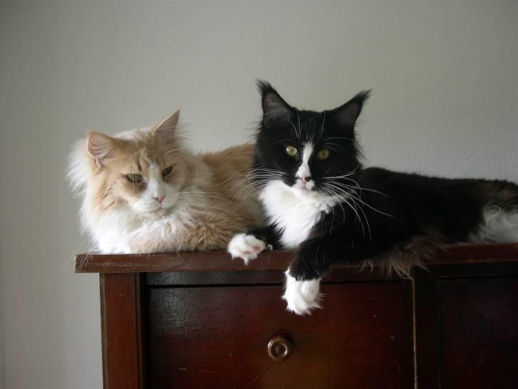 Maine Coon Gugger's Tana - hygger sammen med Androkles billede 2