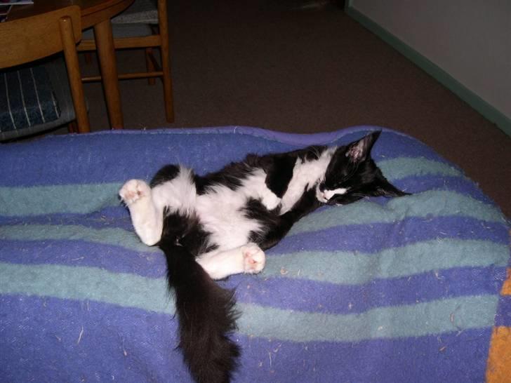 Maine Coon Gugger's Tana - jeg tager mig lige en *Morfar* billede 3