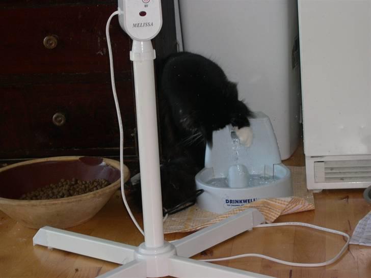 Maine Coon Gugger's Tana - Jeg elsker at lege med vand - man er vel en Maine Coon. .  :-)) billede 4