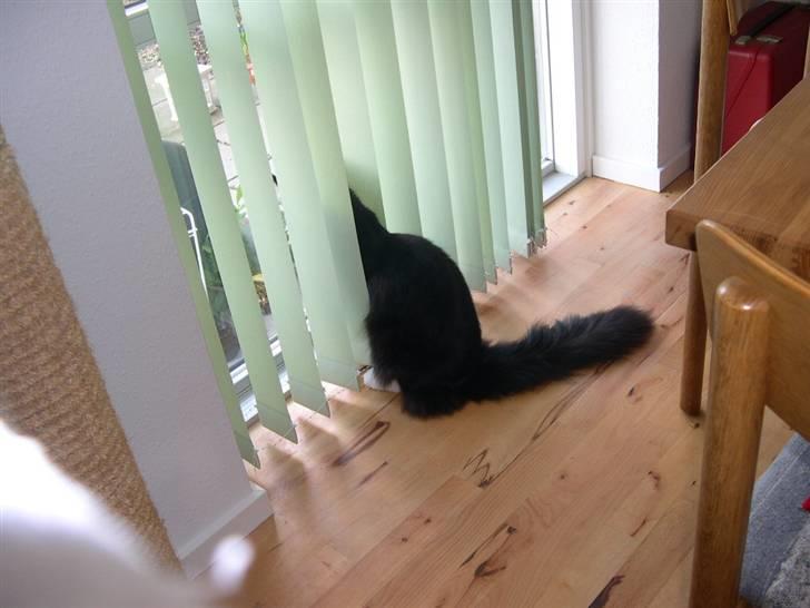 Maine Coon Gugger's Tana - Jeg holder lige øje med fuglene ude i haven billede 5