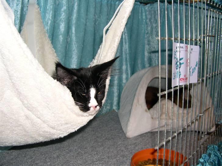 Maine Coon Gugger's Tana - På udstilling sammen med Chilla billede 6