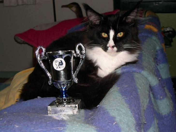 Maine Coon Gugger's Tana - Her er een af mine præmier . . . spinde spinde billede 7