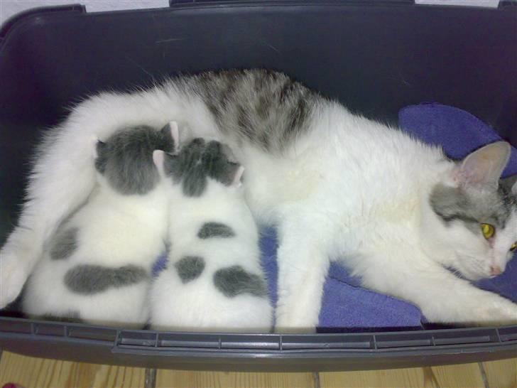 Huskat » Josefine<3 - 12; Josefine, Lucifer og Nina billede 12