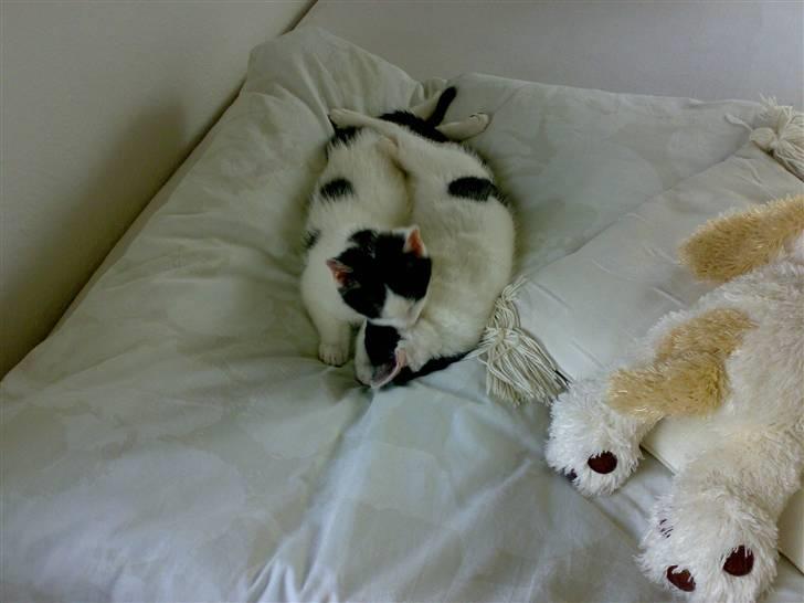 Huskat » Josefine<3 - 13; Venskab.. - søskende kærlighed<3 billede 13