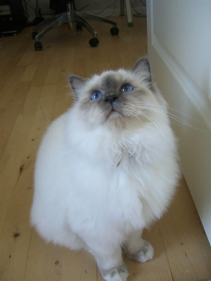 Hellig Birma Amaze - drøm sødt <3 billede 1