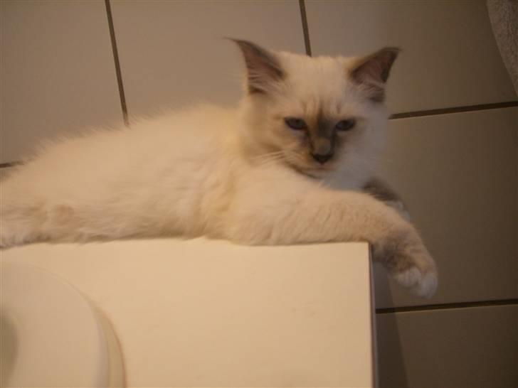 Hellig Birma Amaze - drøm sødt <3 billede 2