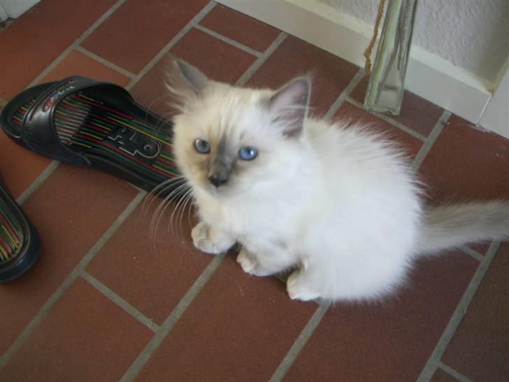 Hellig Birma Amaze - drøm sødt <3 billede 3