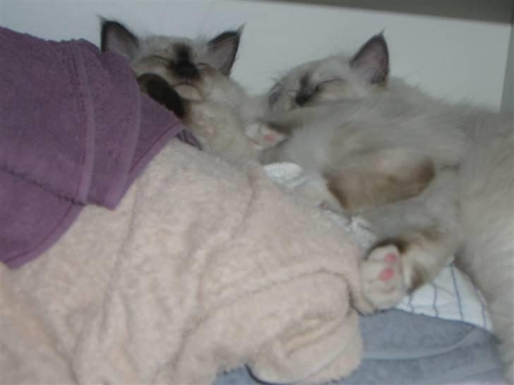 Hellig Birma Amaze - drøm sødt <3 - zulu og amaze hygger sig i håndklæde-skabet billede 4