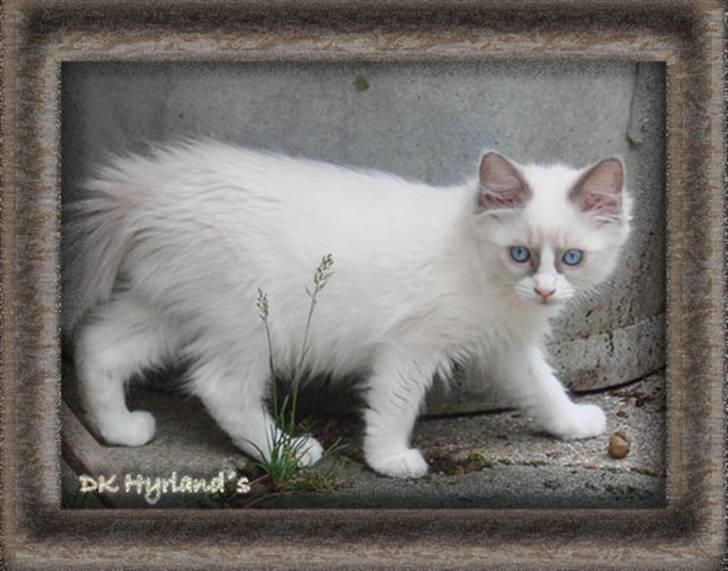 Ragdoll Shimmer billede 1