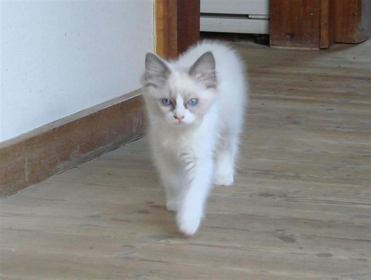 Ragdoll Shimmer billede 2