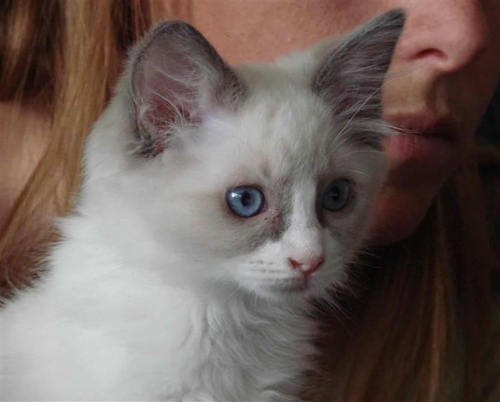 Ragdoll Shimmer billede 3