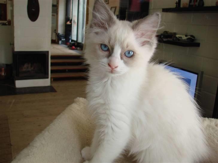 Ragdoll Shimmer billede 4