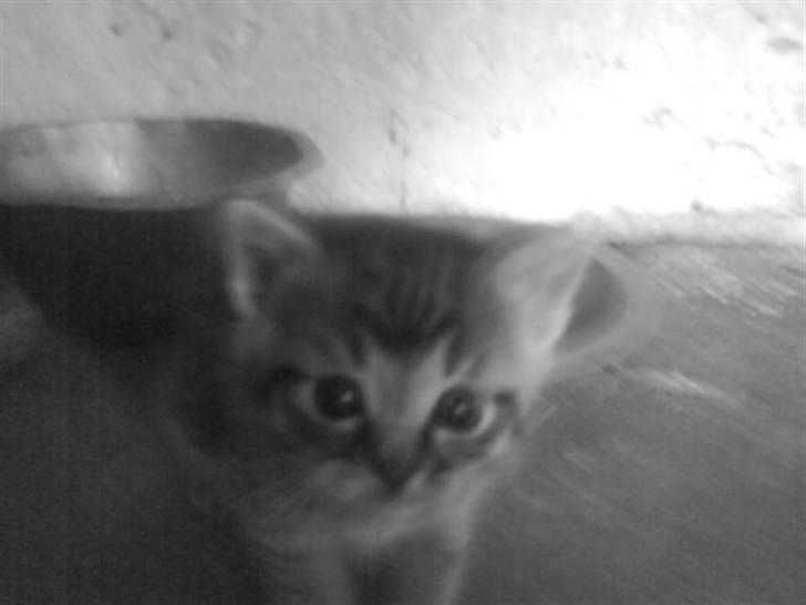 Blanding af racer Unavngivet killing - En lille uldtot d: billede 1