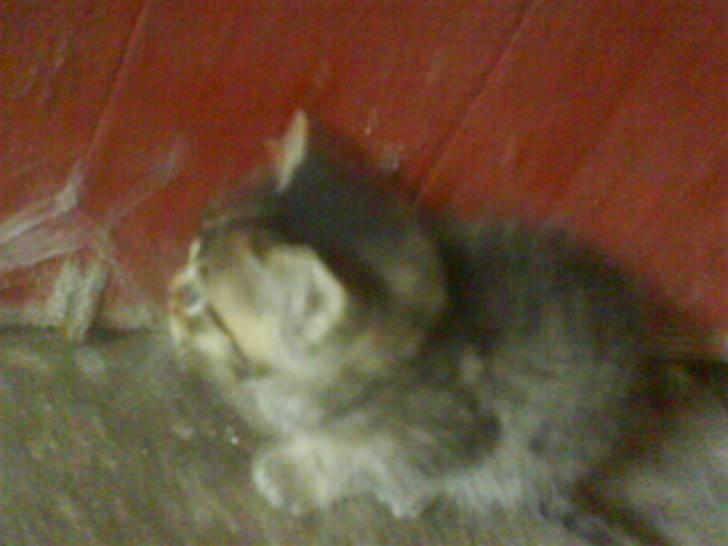 Blanding af racer Unavngivet killing billede 2