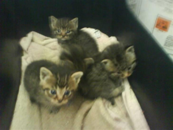 Blanding af racer Unavngivet killing billede 3