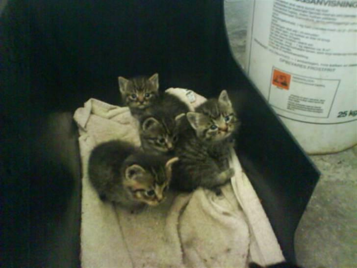 Blanding af racer Unavngivet killing - Et billed af længere væk fra billede 6