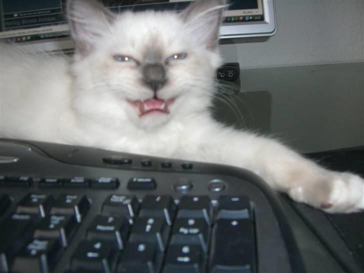 Hellig Birma Amaze - drøm sødt <3 - jeg er en meget farlig tiger  billede 5