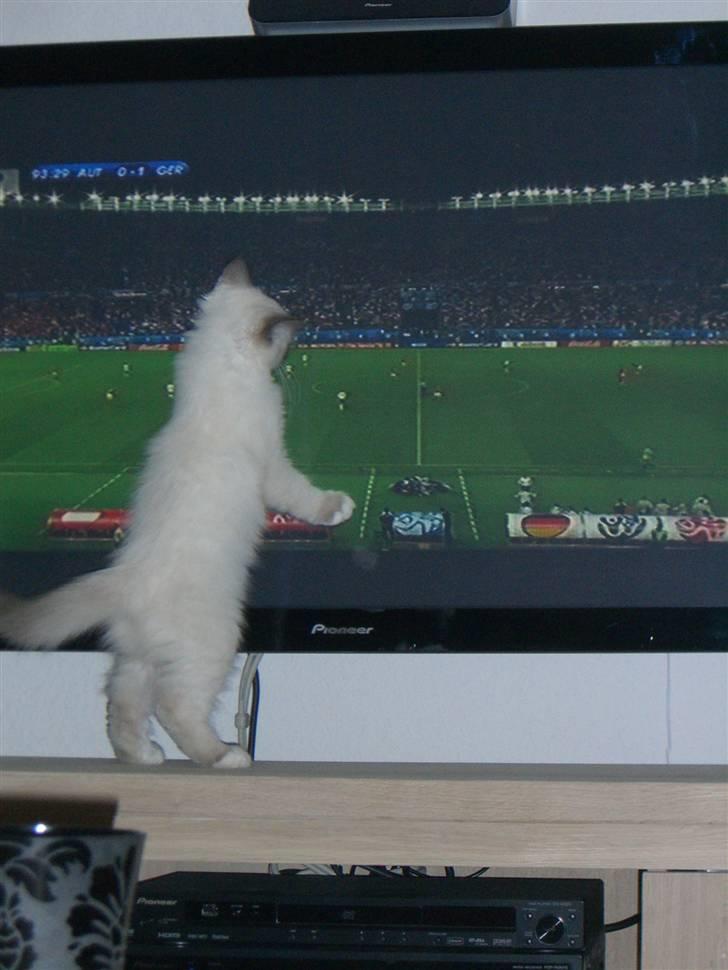 Hellig Birma Amaze - drøm sødt <3 - amaze ser dagens vigtige kamp - faren var stolt.. billede 6