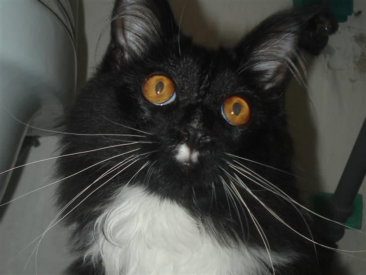 Maine Coon R.I. P min lille dreng,  Mega Good-Will " Willow" - Willow (17/6-08) Med øjne så smukke... billede 20