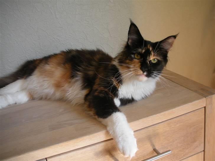 Maine Coon Coon Danica's Flashy - Flashy, 11 mdr billede 1