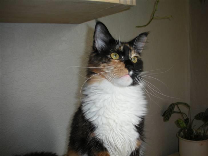 Maine Coon Coon Danica's Flashy - Flashy, 10 mdr billede 2