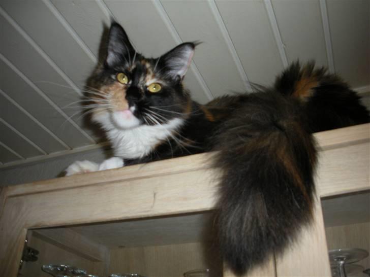 Maine Coon Coon Danica's Flashy - Flashy, 10 mdr billede 3