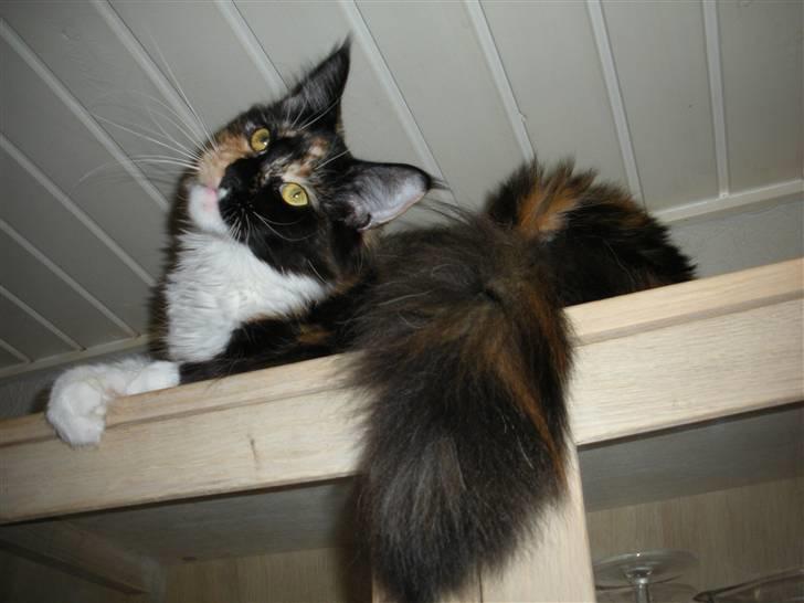 Maine Coon Coon Danica's Flashy - Flashy, 10 mdr billede 4