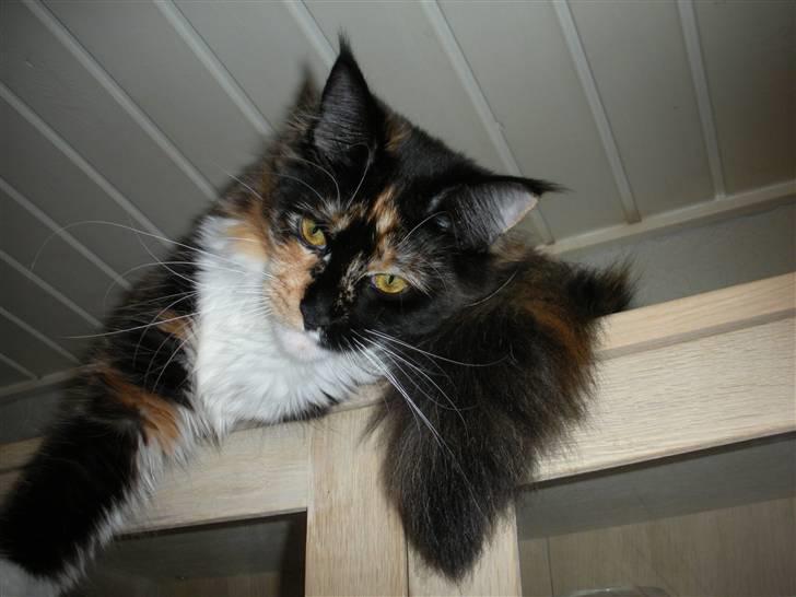 Maine Coon Coon Danica's Flashy - Flashy, 10 mdr billede 5