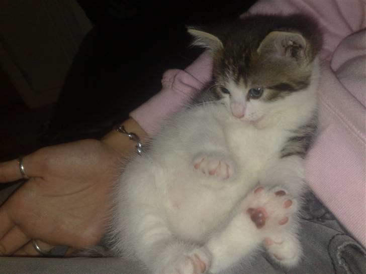 Huskat spot - aaaaarrrrh. billede 1