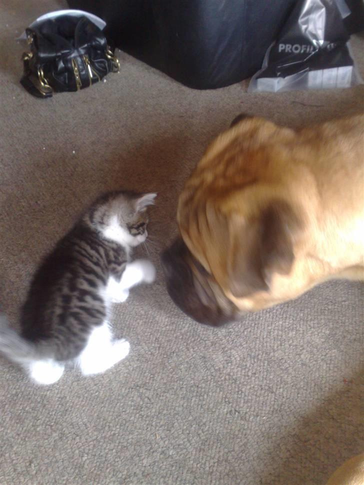 Huskat spot - dumme hund :P billede 2