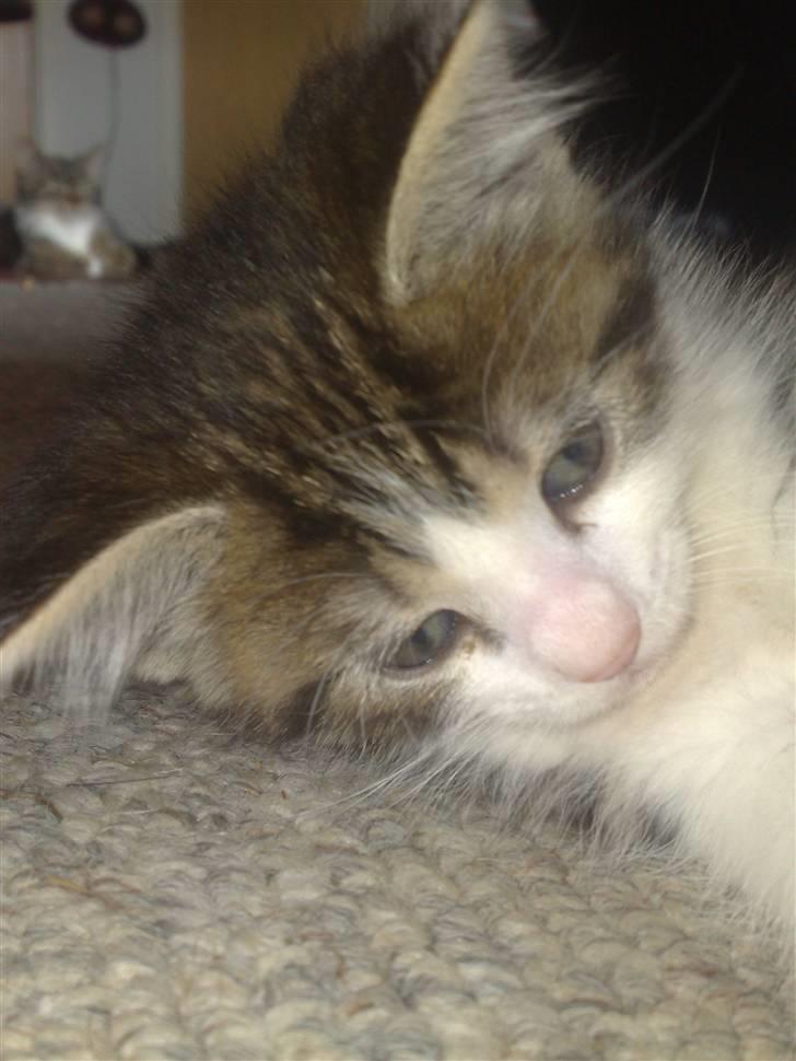 Huskat spot - årh ikke flere billeder.. billede 3