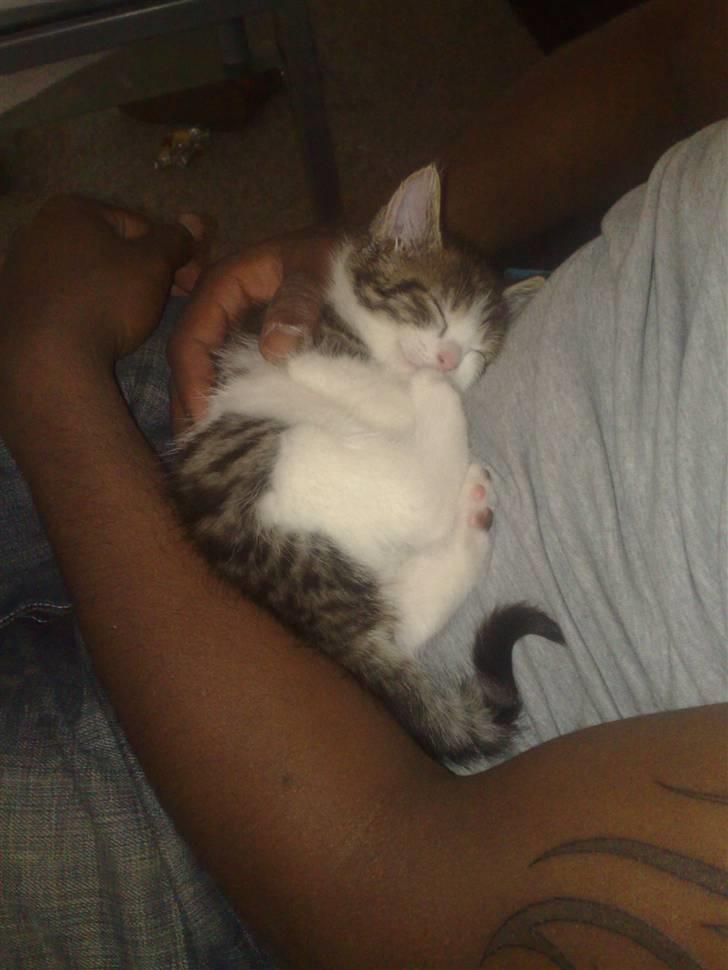 Huskat spot - dejligt at putte i fars hænder. billede 5